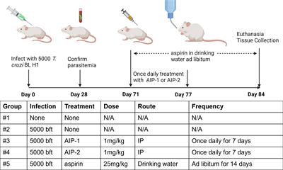 Immunomodulatory proteins from hookworms reduce cardiac inflammation and modulate regulatory responses in a mouse model of chronic Trypanosoma cruzi infection